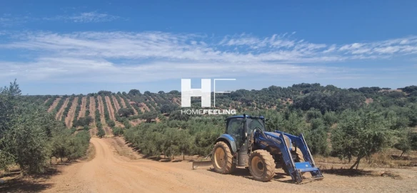 Quinta para Venda em Salvada e Quintos