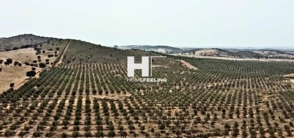 Quinta para Venda em Salvada e Quintos