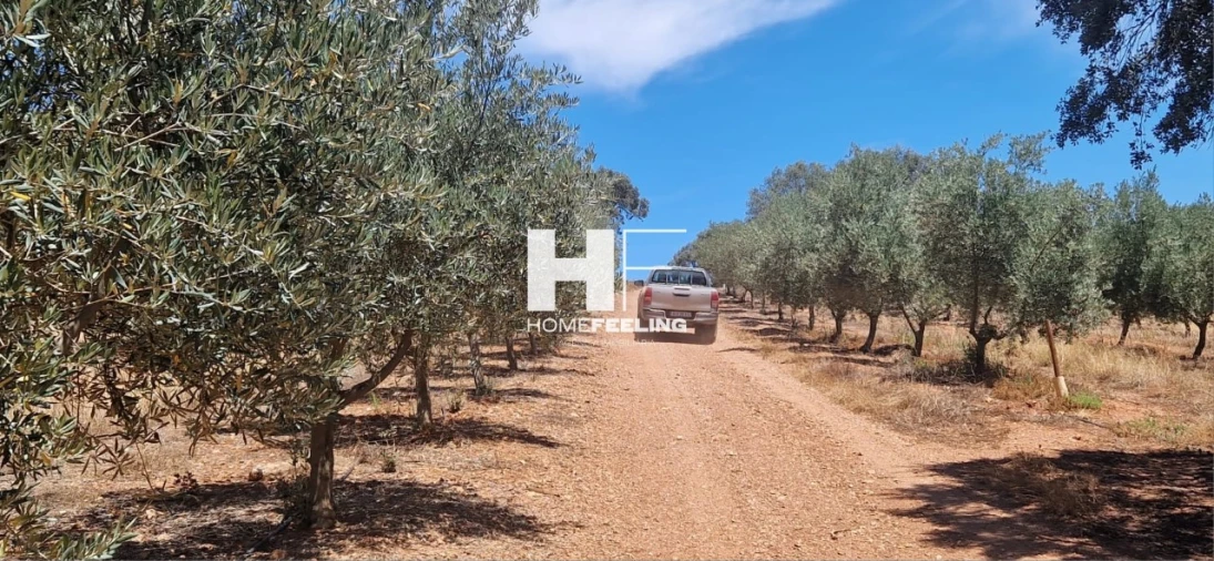 Quinta para Venda em Salvada e Quintos Foto 8