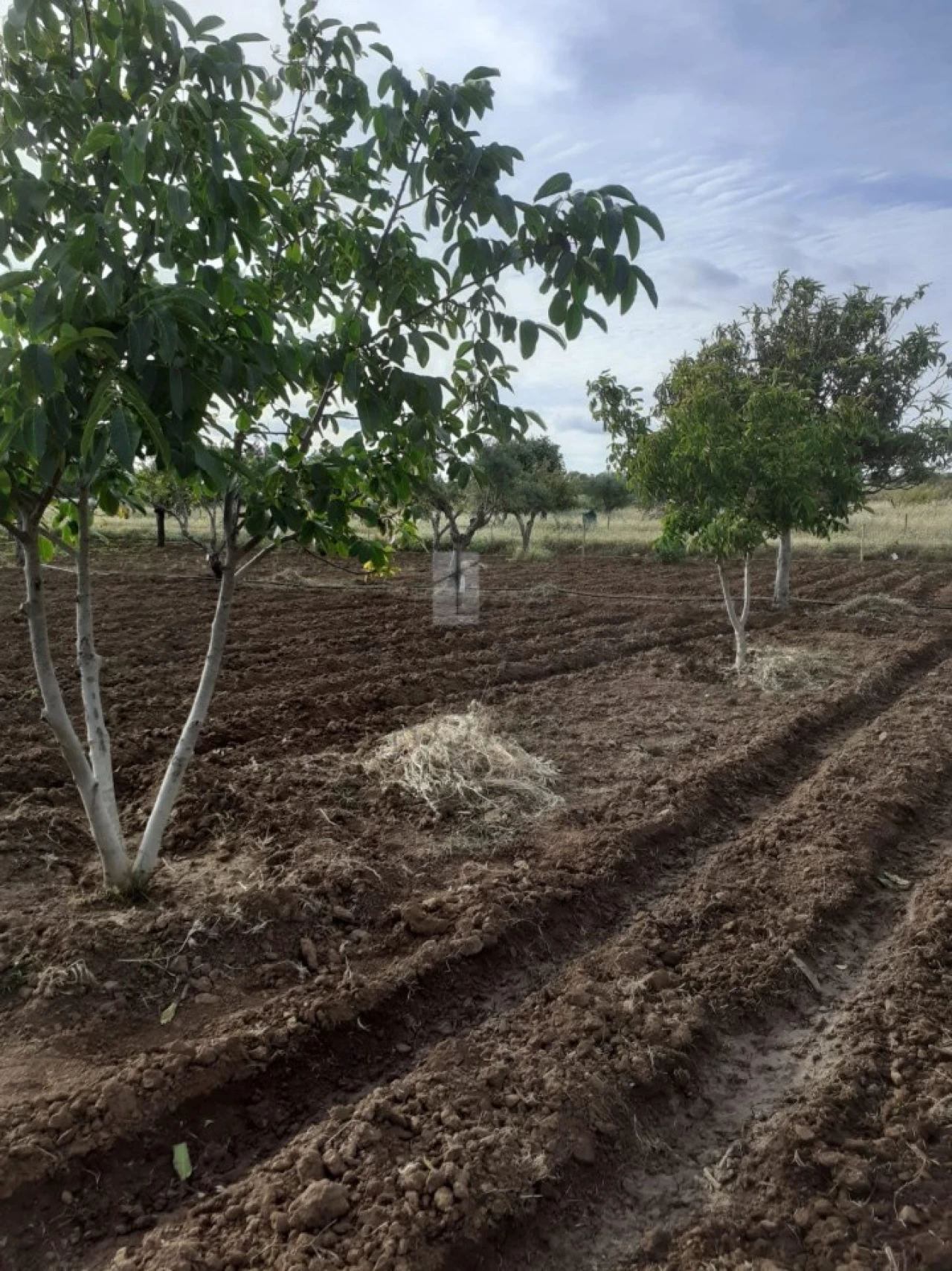 Quinta para Venda em Alter do Chão Foto 3