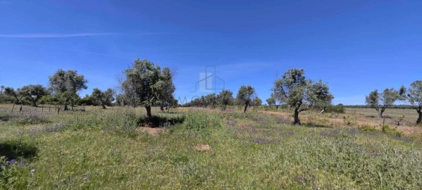 Quinta para Venda em Alter do Chão
