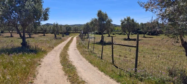 Quinta para Venda em Alter do Chão