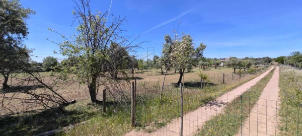 Quinta para Venda em Alter do Chão