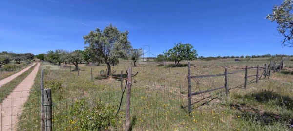 Quinta para Venda em Alter do Chão
