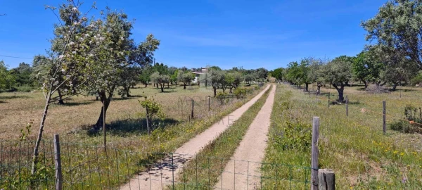 Quinta para Venda em Alter do Chão