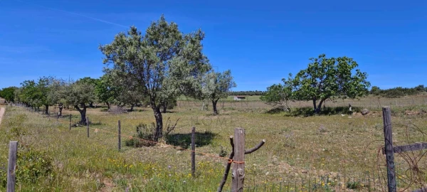 Quinta para Venda em Alter do Chão