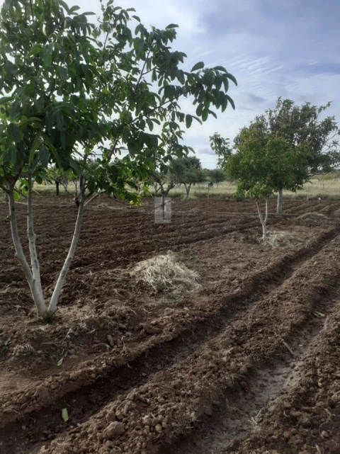 Quinta para Venda em Alter do Chão