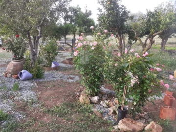 Quinta para Venda em Alter do Chão
