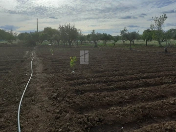 Quinta para Venda em Alter do Chão
