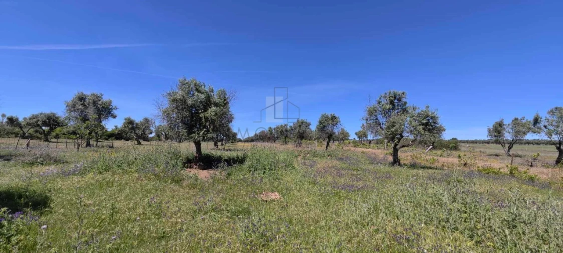 Quinta para Venda em Alter do Chão Foto 4