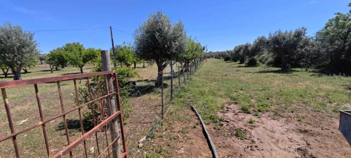 Quinta para Venda em Alter do Chão Foto 15