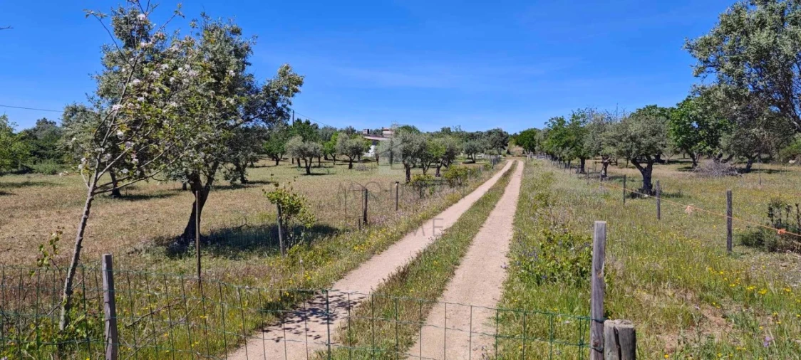 Quinta para Venda em Alter do Chão Foto 16