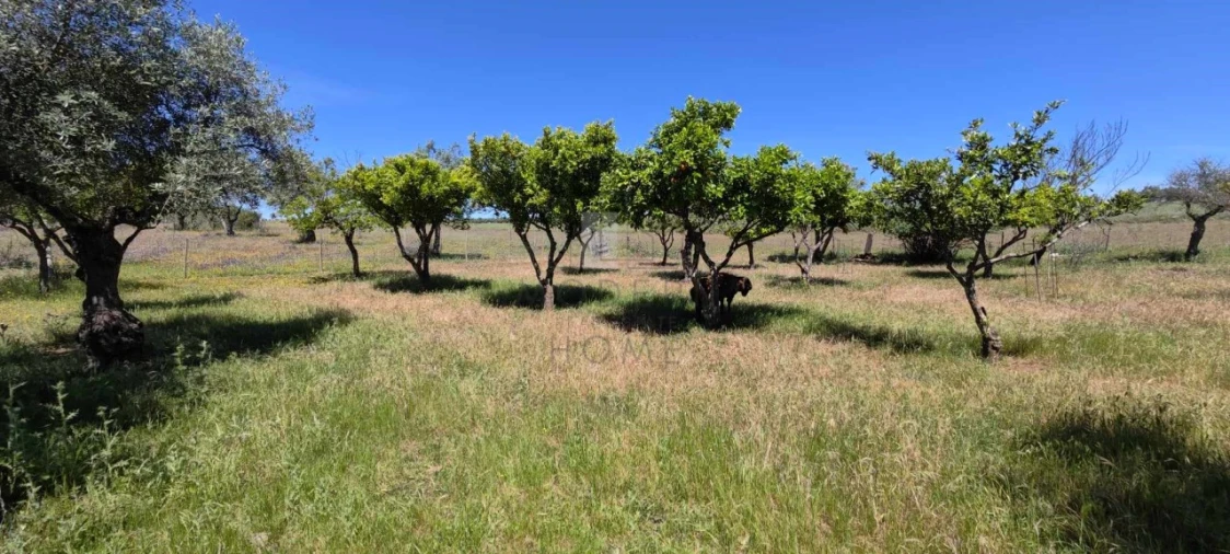 Quinta para Venda em Alter do Chão Foto 19