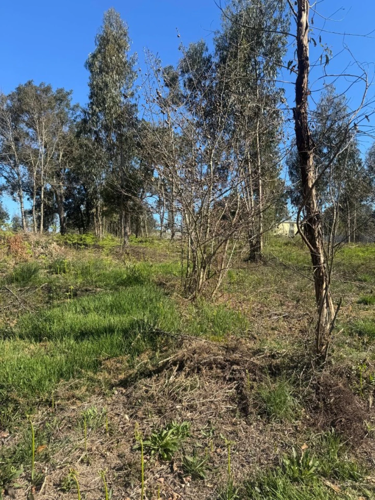 Terreno para Venda em Pedroso e Seixezelo Foto 23