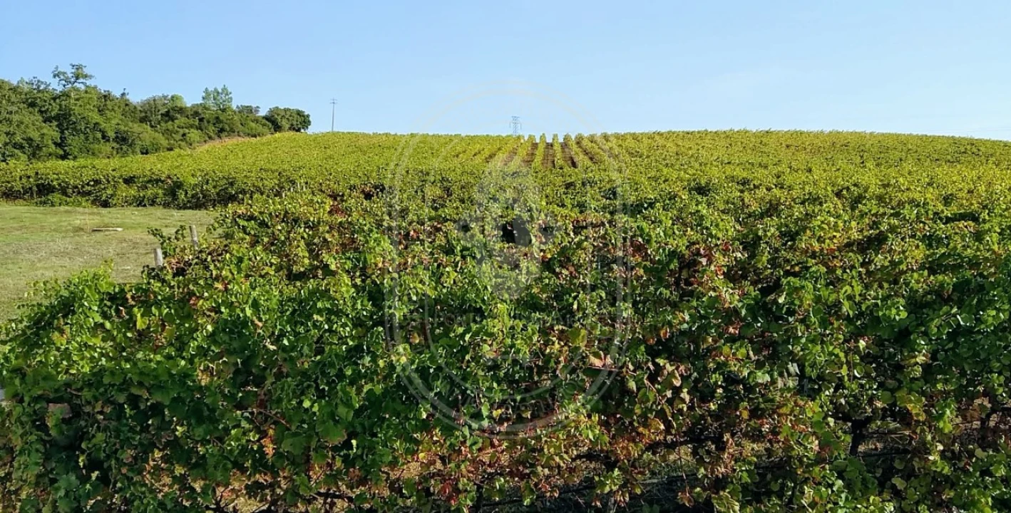 Quinta T10 para Venda em Vale de Santarem Foto 4
