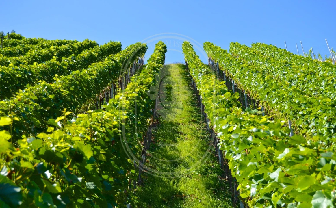 Quinta T10 para Venda em Vale de Santarem Foto 2