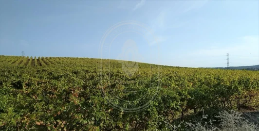 Quinta T10 para Venda em Vale de Santarem