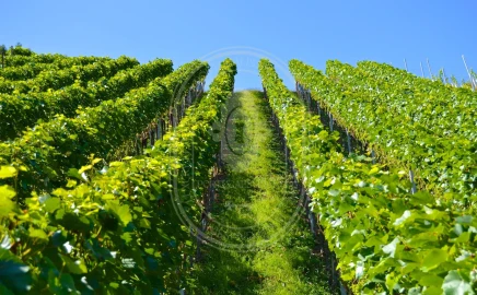 Quinta T10 para Venda em Vale de Santarem