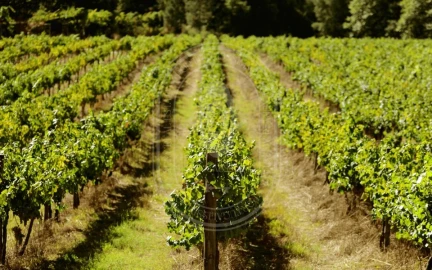 Quinta T10 para Venda em Vale de Santarem
