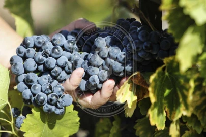 Quinta T10 para Venda em Vale de Santarem