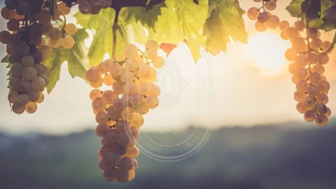 Quinta T10 para Venda em Vale de Santarem