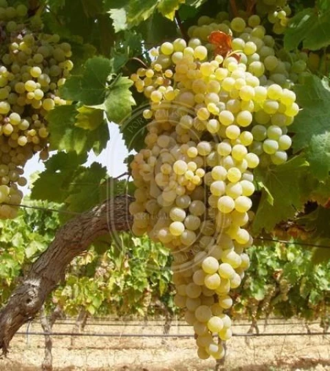 Quinta T10 para Venda em Vale de Santarem