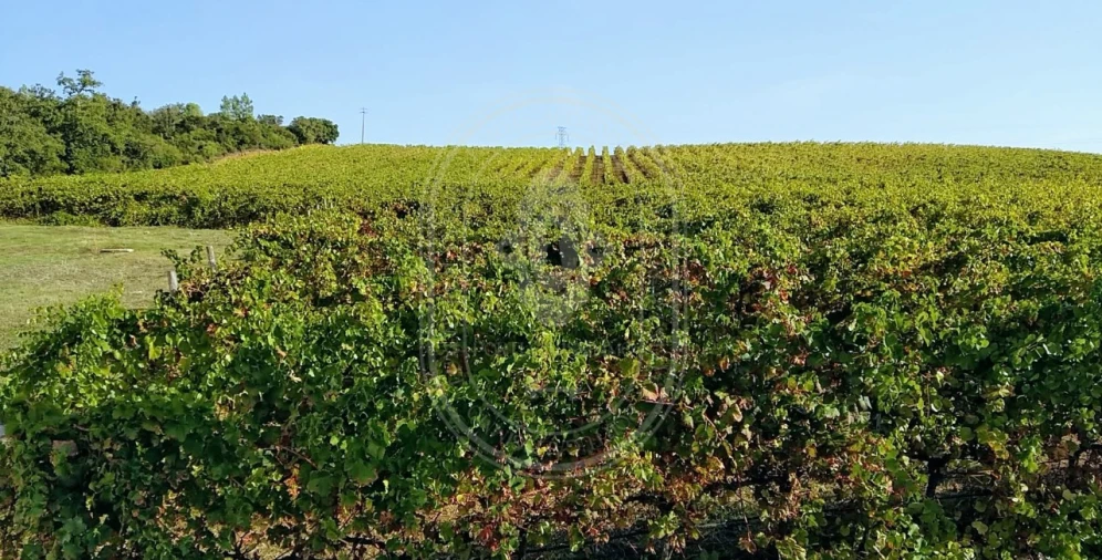 Quinta T10 para Venda em Vale de Santarem Foto 4