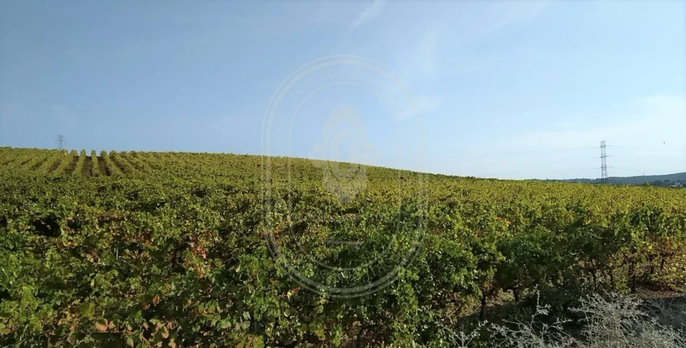 Quinta T10 para Venda em Vale de Santarem Foto 5