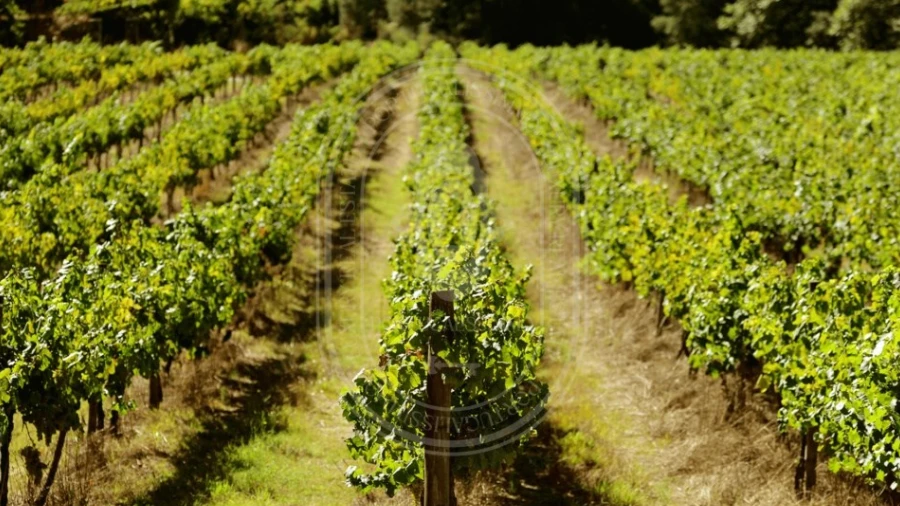 Quinta T10 para Venda em Vale de Santarem