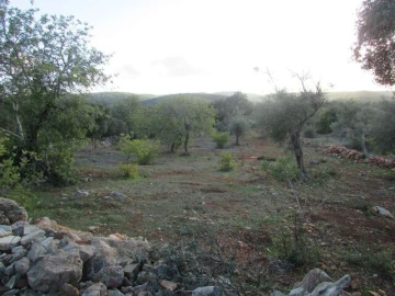 Terreno para Venda em Querença, Tôr e Benafim