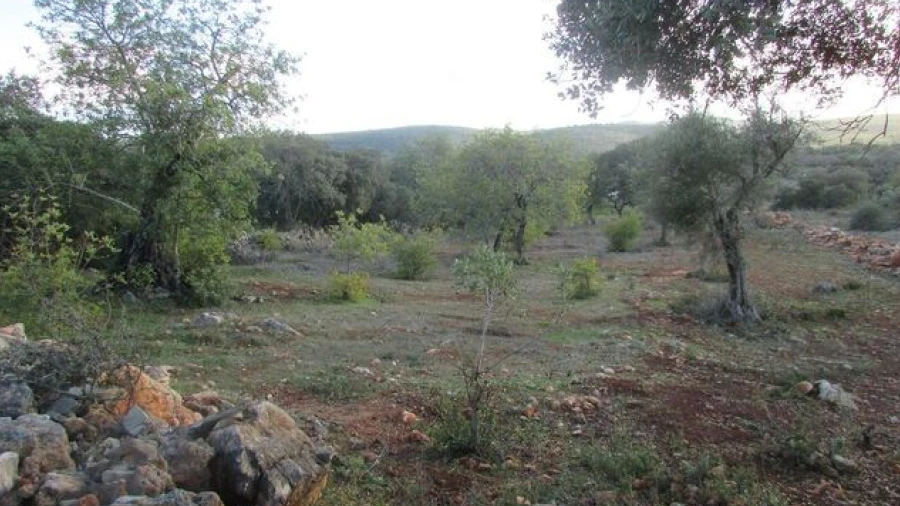 Terreno para Venda em Querença, Tôr e Benafim