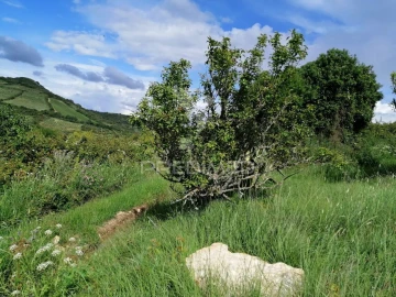 Terreno para Venda em Igreja Nova e Cheleiros