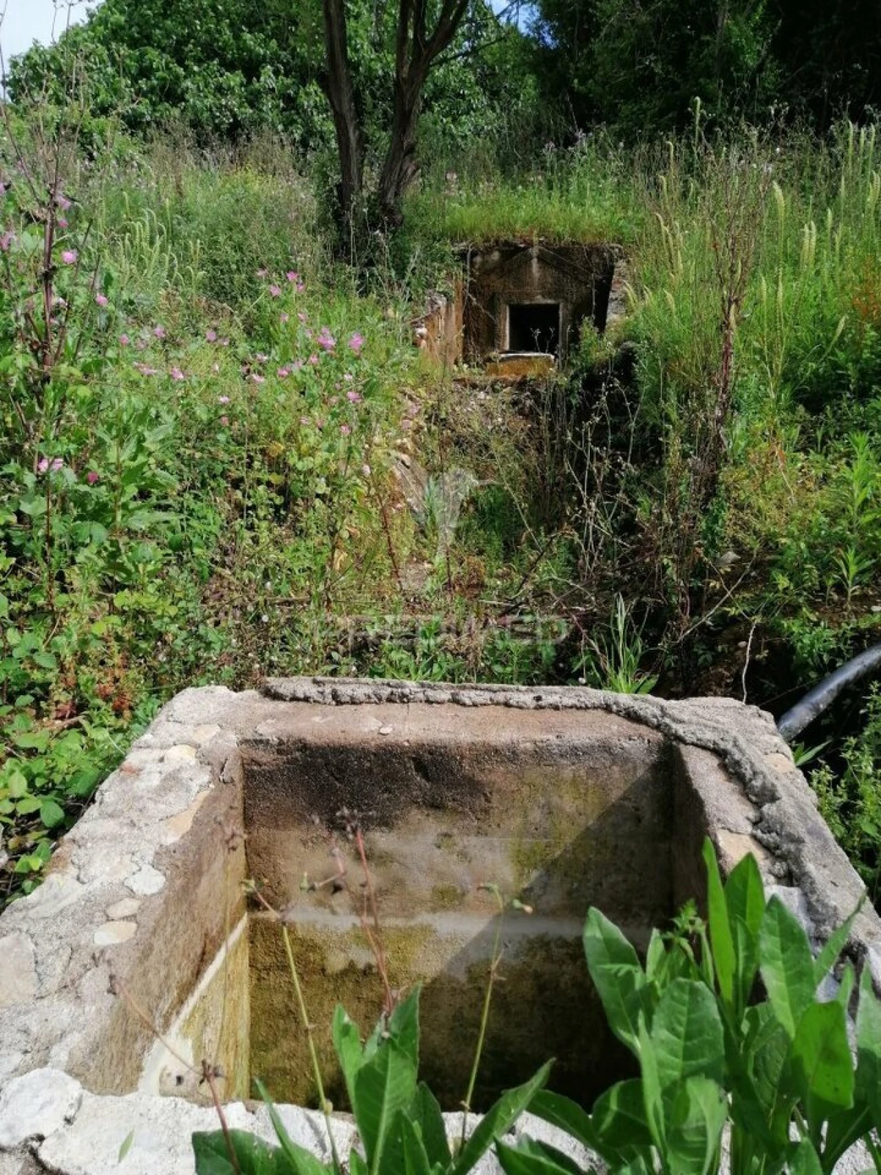 Terreno para Venda em Igreja Nova e Cheleiros Foto 10