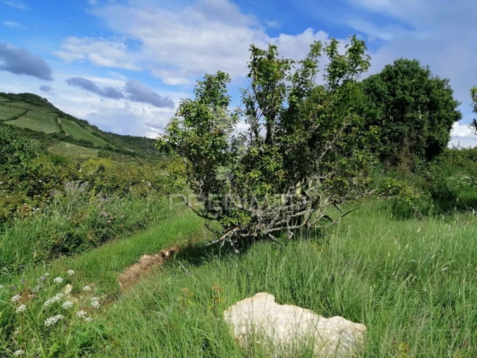 Terreno para Venda em Igreja Nova e Cheleiros Foto 5