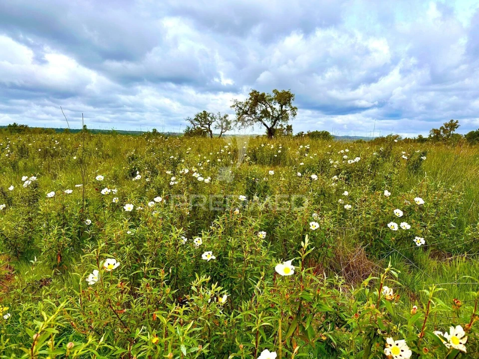 Terreno para Venda em Grândola e Santa Margarida da Serra Foto 25