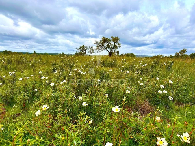 Terreno para Venda em Grândola e Santa Margarida da Serra Foto 25