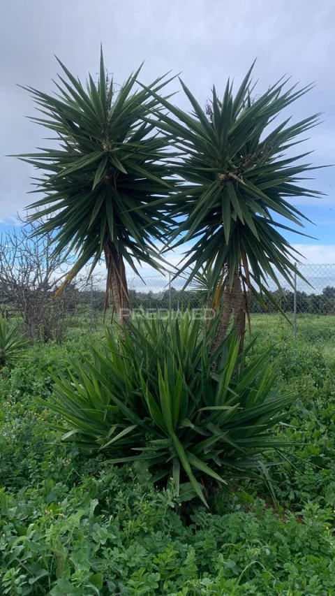 Moradia T0 para Venda em Algoz e Tunes