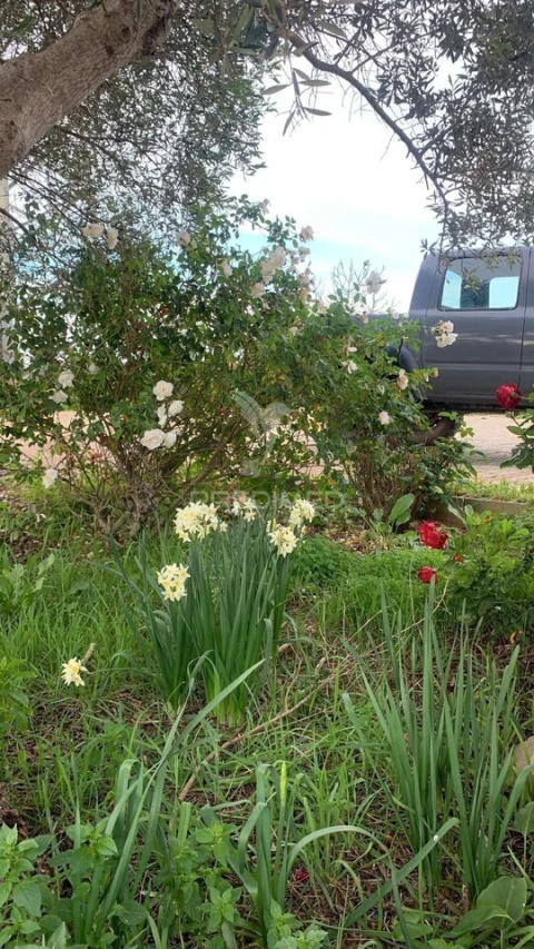 Moradia T0 para Venda em Algoz e Tunes