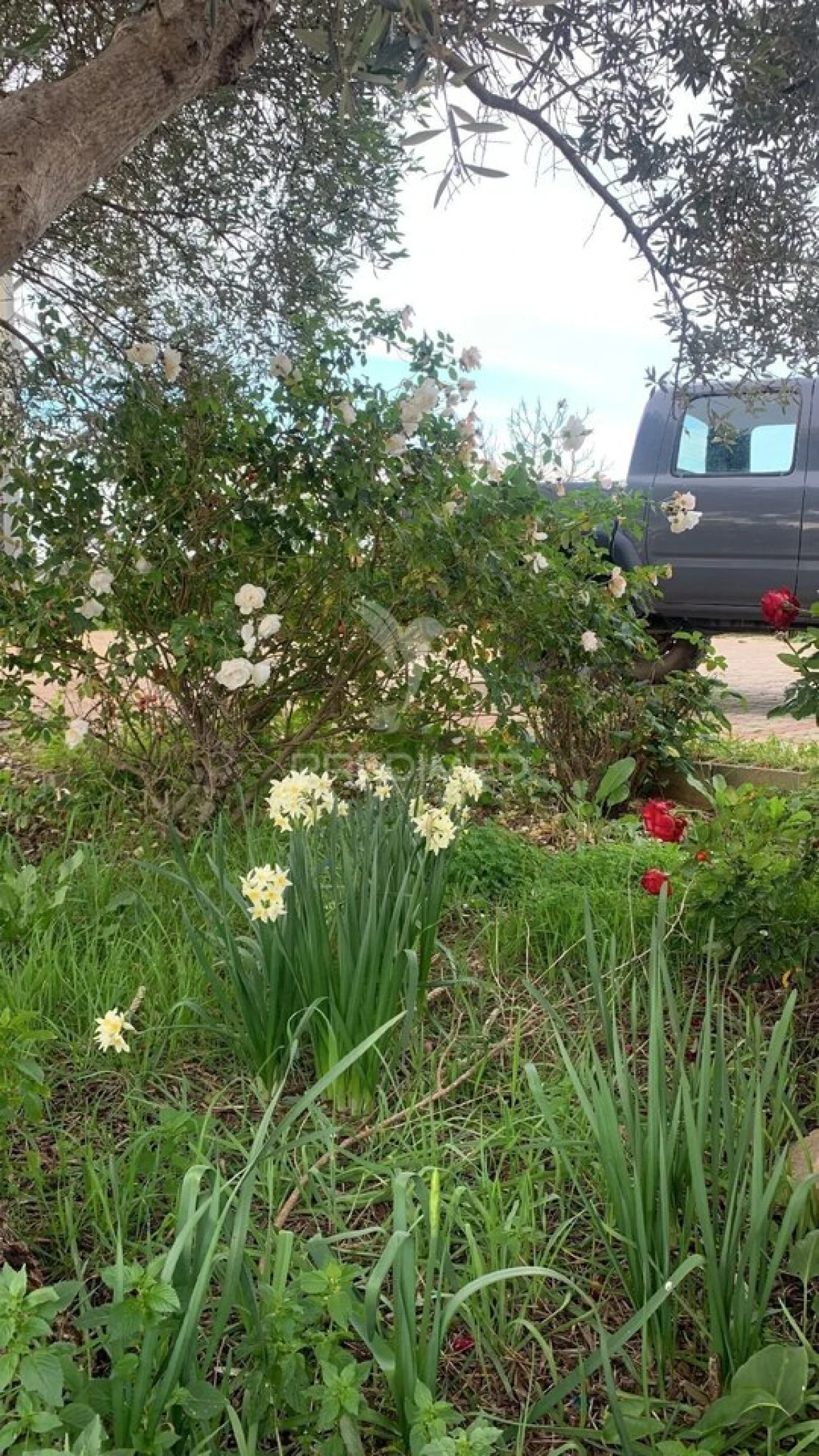 Moradia T0 para Venda em Algoz e Tunes Foto 15