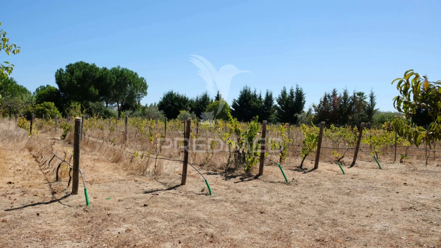 Moradia T3 para Venda em Ponte de Sor, Tramaga e Vale de Açor Foto 24