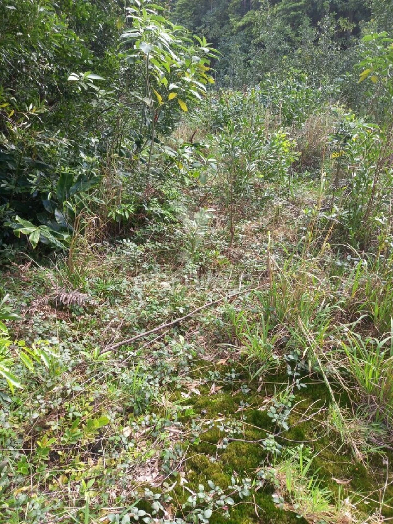 Terreno para Venda em Biscoitos Foto 1