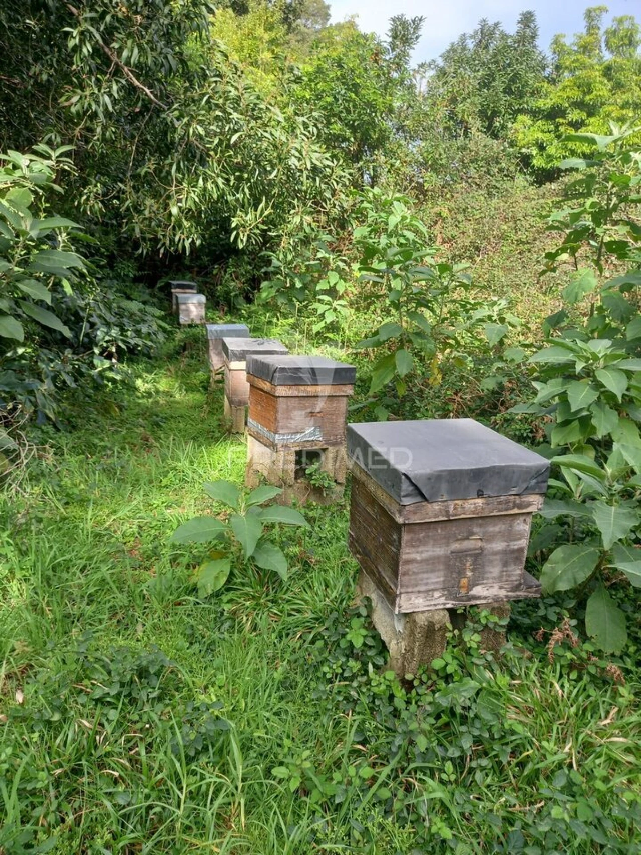Terreno para Venda em Biscoitos Foto 3