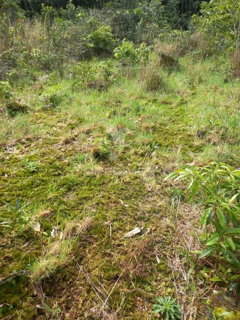 Terreno para Venda em Biscoitos