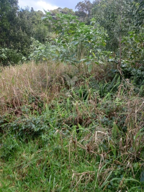 Terreno para Venda em Biscoitos