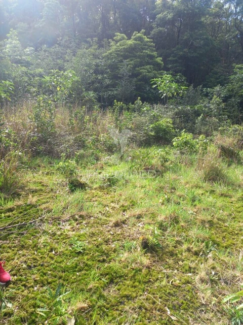 Terreno para Venda em Biscoitos