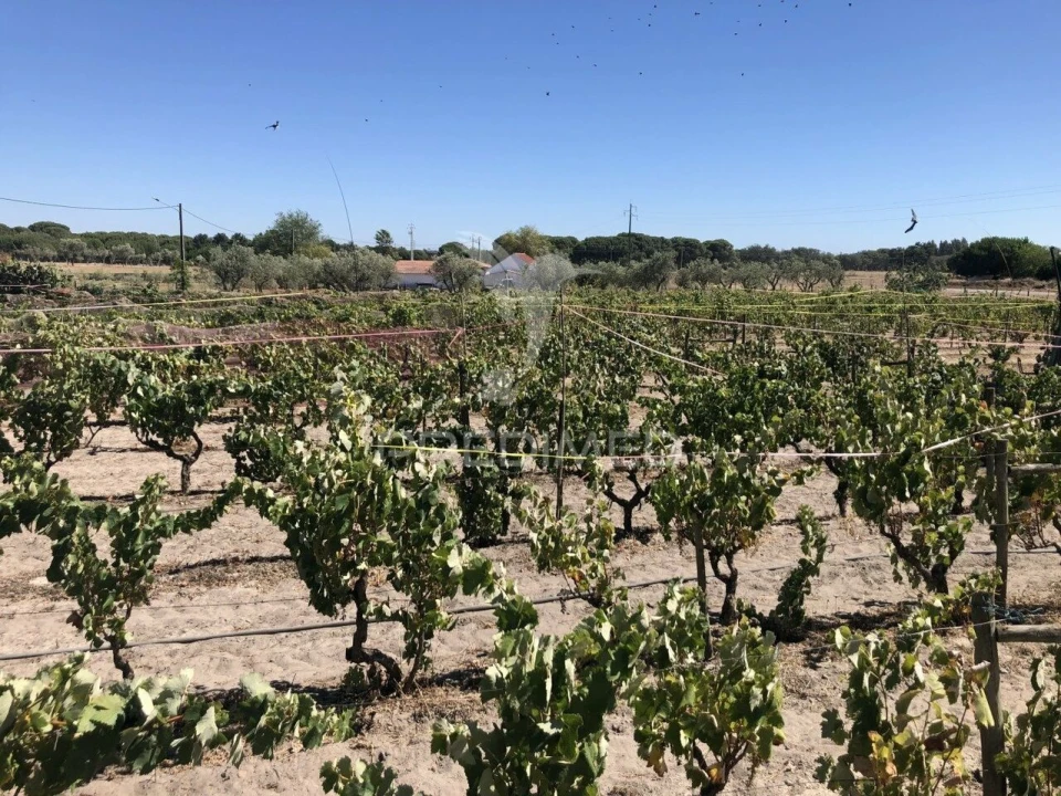 Moradia T7 para Venda em Grândola e Santa Margarida da Serra Foto 8