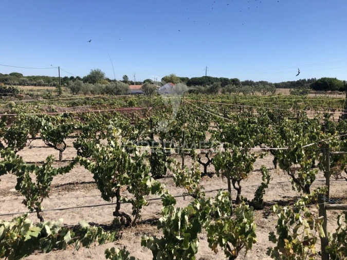Moradia T7 para Venda em Grândola e Santa Margarida da Serra Foto 8