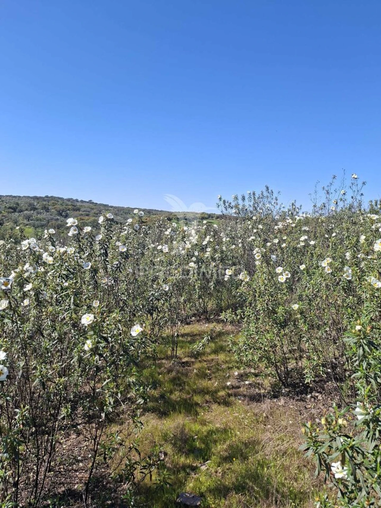 Terreno para Venda em Nossa Senhora da Conceição, São Brás dos Matos, Juromenha Foto 18