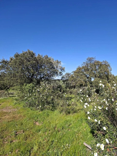 Terreno para Venda em Nossa Senhora da Conceição, São Brás dos Matos, Juromenha
