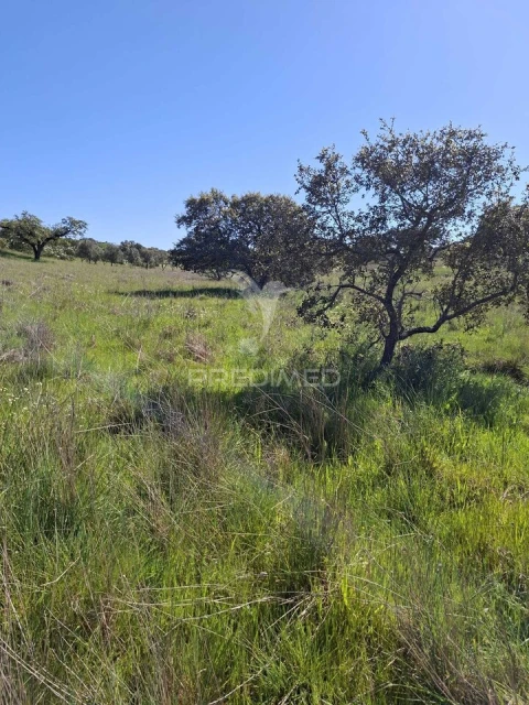 Terreno para Venda em Nossa Senhora da Conceição, São Brás dos Matos, Juromenha